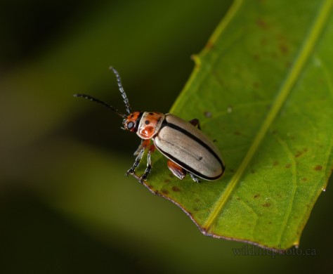 Unknown Flea Beetle