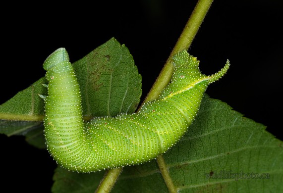 Walnut Sphinx Moth Caterpillar