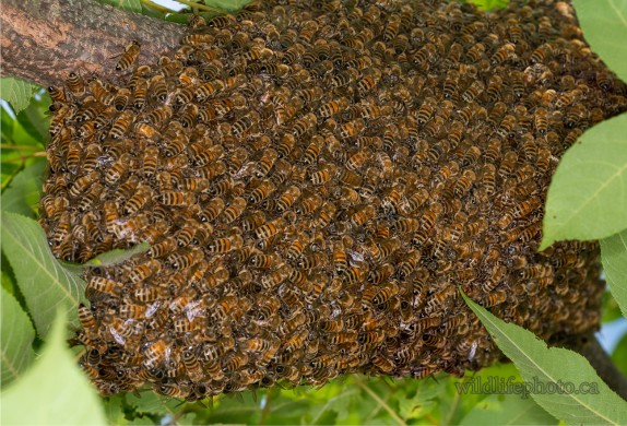 Western Honey Bee Swarm