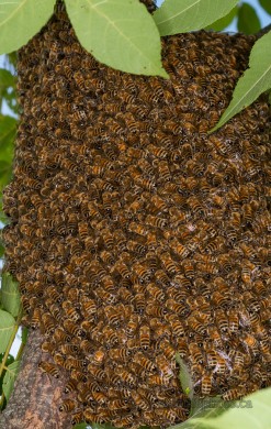 Western Honey Bee Swarm