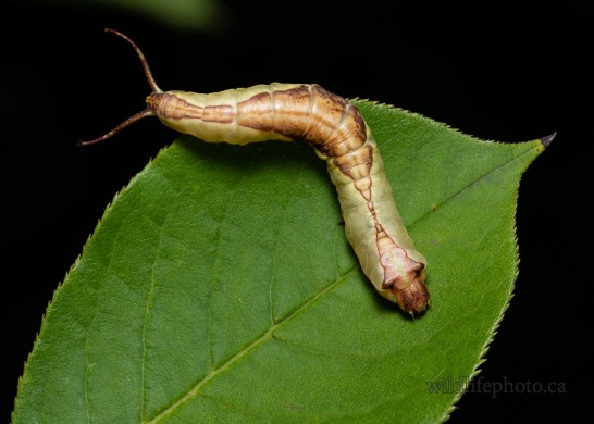White Furcula Moth Caterpillar