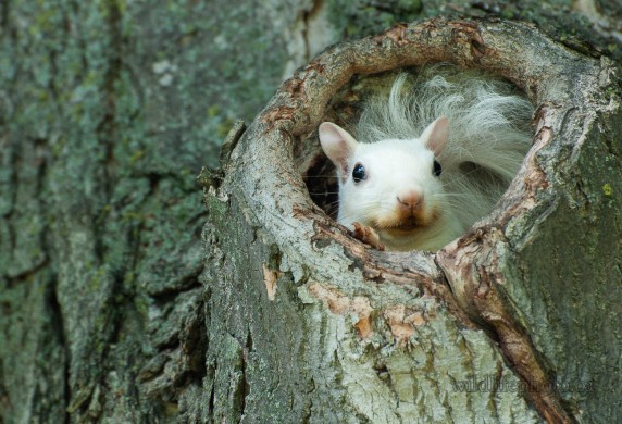 White Squirrel Peeking Out of Its Hole