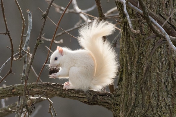 White Squirrel Eating Black Walnut