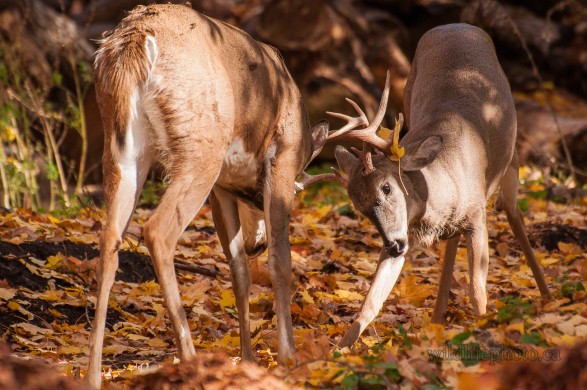 White-tailed Deer - Bucks Fighting