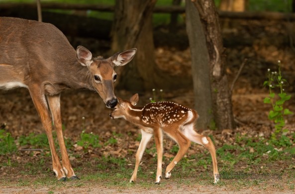 Fawn with its Mother