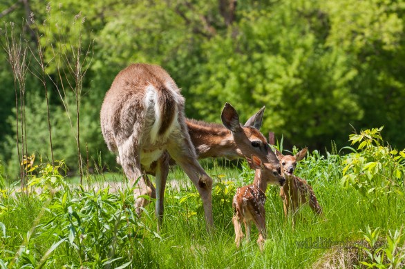 Doe Cleaning Fawn