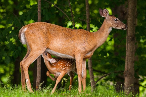 Fawn Feeding From It's Mother