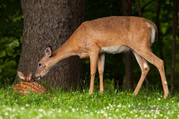 Doe Checking on her Fawn