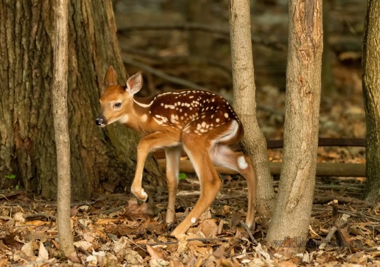 White-tailed Deer Fawn