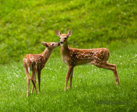 Fawns Interacting