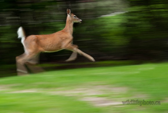 White-tailed Doe in Motion