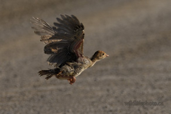 Juvenile Wild Turkey in Flight