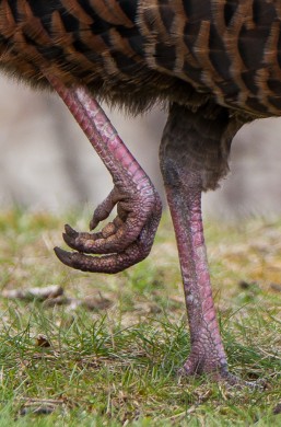 Wild Turkey Legs