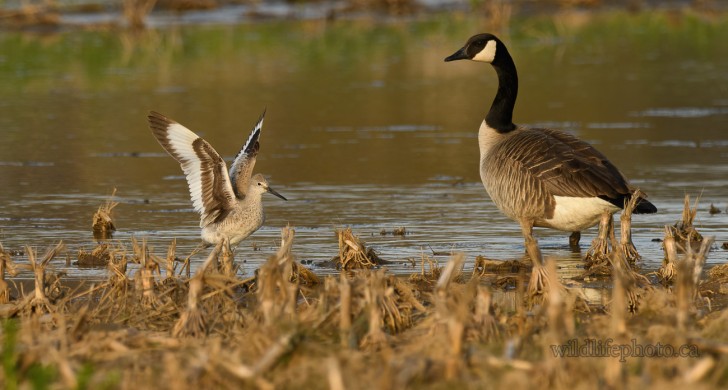 Willet and Canada Goose
