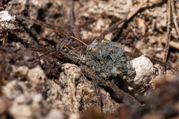 Wolf Spider with Babies