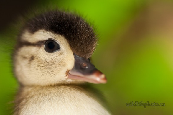 Wood Duckling Portrait