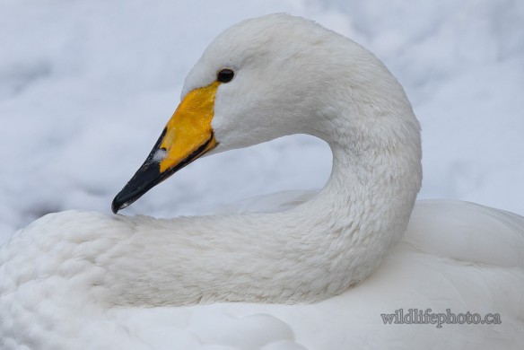 Wooper Swan