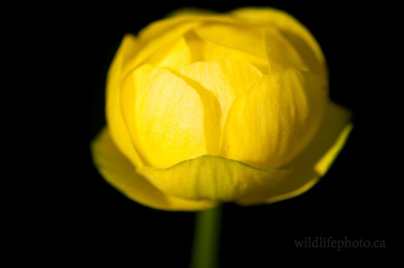 Yellow Cabage Rose
