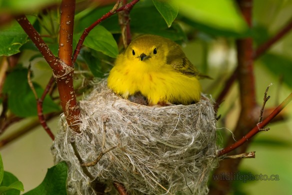 Yellow Warbler Nest