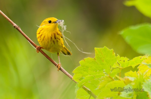 Male Yellow Warbler with Nesting Material