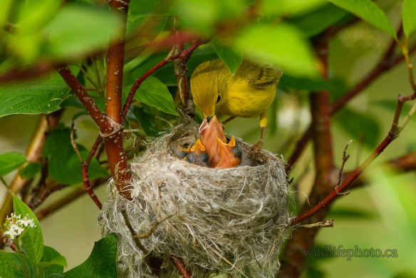 Yellow Warbler Nest