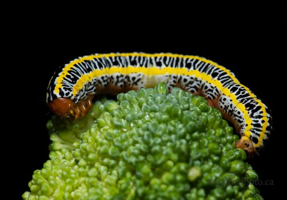 Zebra Caterpillar Moth