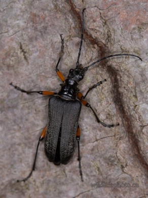 long-horned Beetle - Stenocorus Schaumii