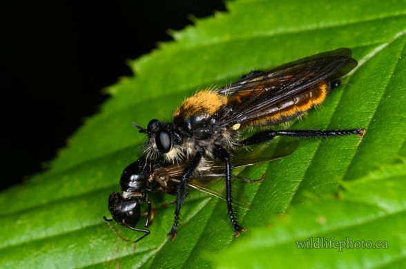 Bee Mimic Robbe Fly