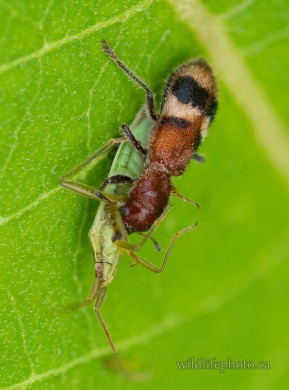 Checkered Beetle and Assasin Bug