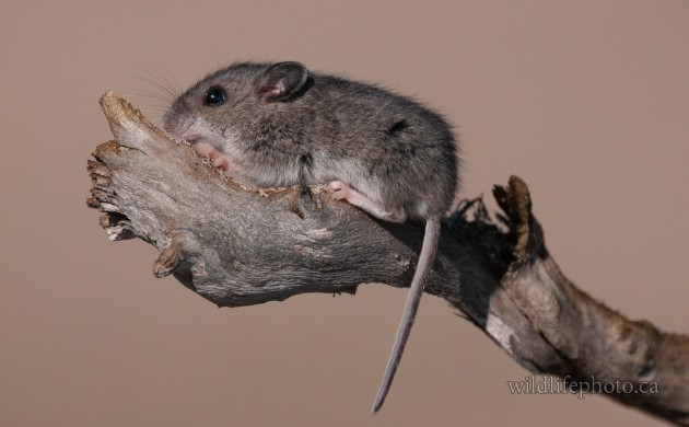 Immature Deer Mouse