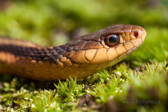 Eastern Garter Snake - Female_2017-2