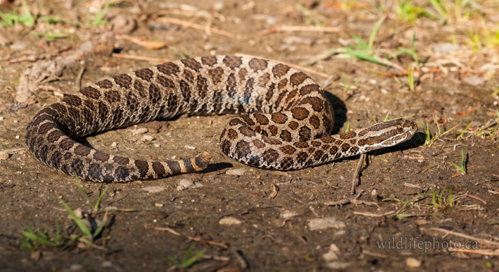 Massasauga Rattlesnake