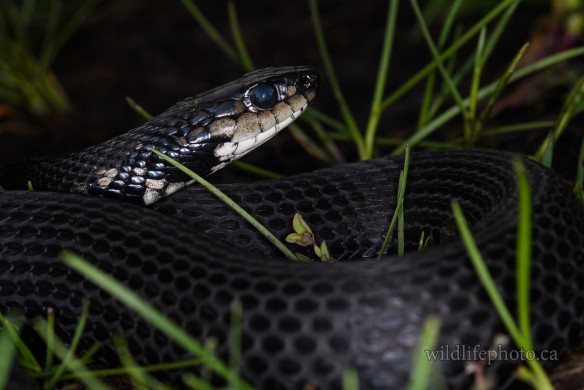Melanistic Eastern Garter Snake