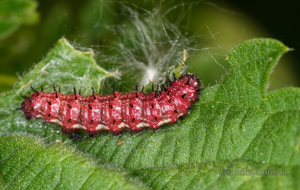 Red Admiral  Caterpillar