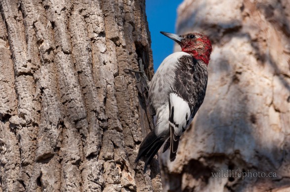 Immature Red-headed Woodpecker