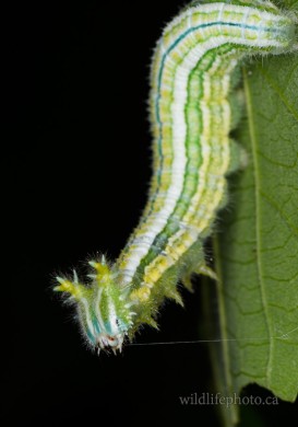 Tawny Emperor Caterpillar