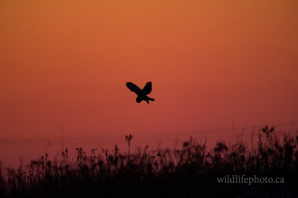Short-eared Owl - Sunset Silhouette