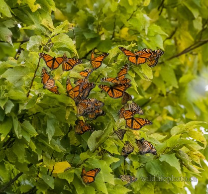 Cluster of Monarch Butterflies