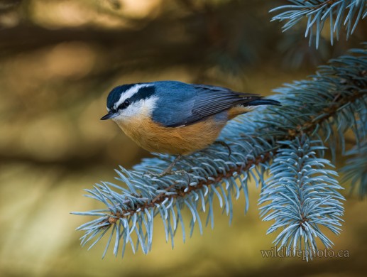 Male Red-breasted Nuthatch