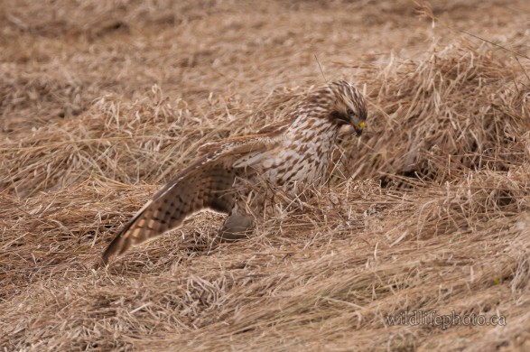 Immature Red-shouldered Hawk