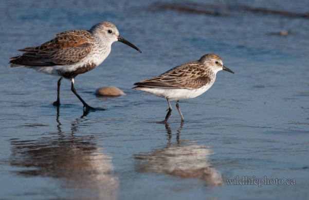 White-rumped Sandpiper with Dunlin