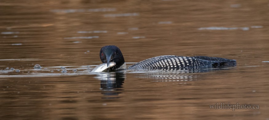 Common Loon with Fish