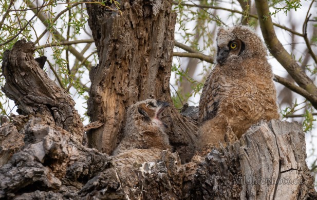 Great Horned Owlets - Nest
