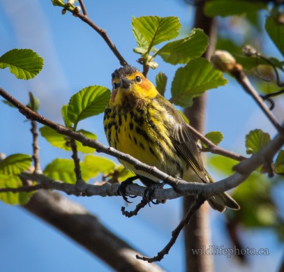Male Cape May Warbler