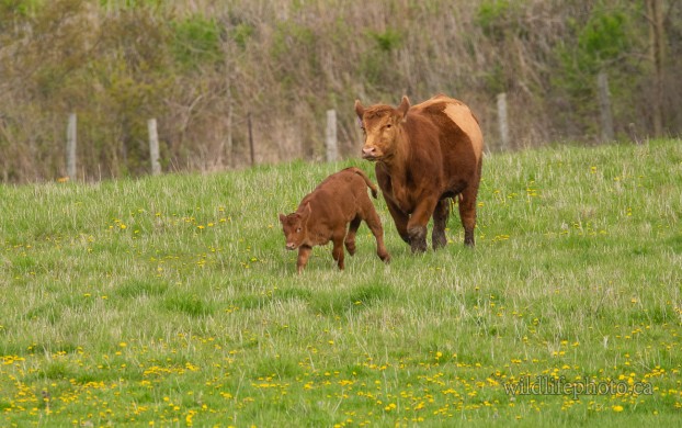 Cow with Calf
