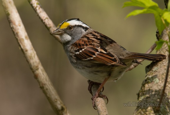 White-throated Sparrow_2023-3