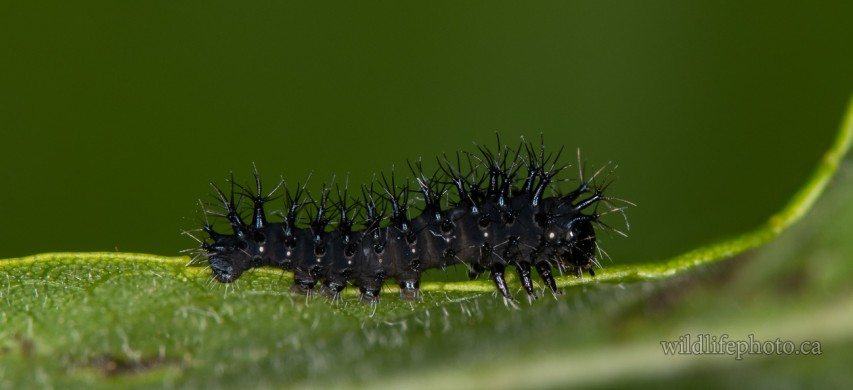 Cecropia Moth Caterpillar - 1st Instar