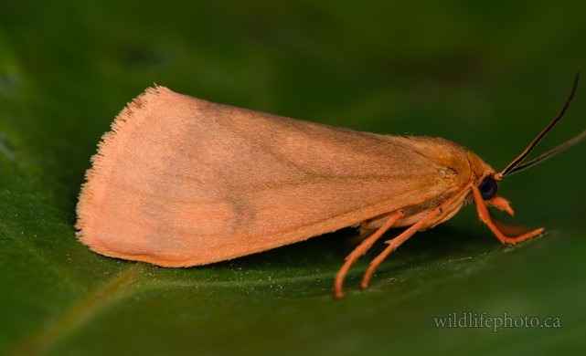 Orange Virbia Moth