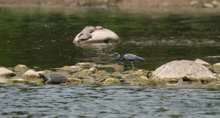 Tricolored Heron & Spiny Softshell Turtle