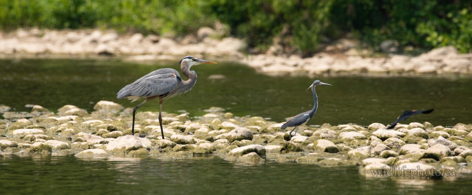 Tricolored Heron with Great Blue Heron